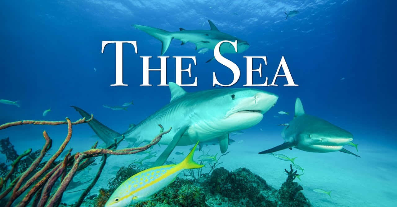 Underwater Shark Encounter Background