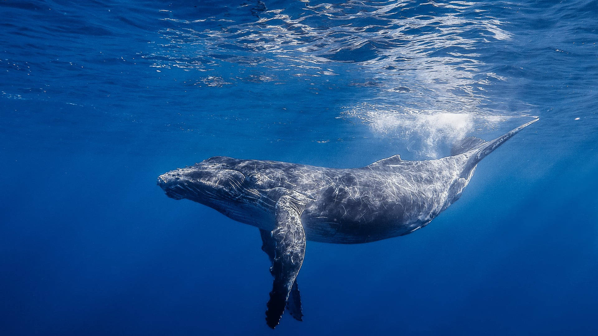 Underwater Swimming Whale