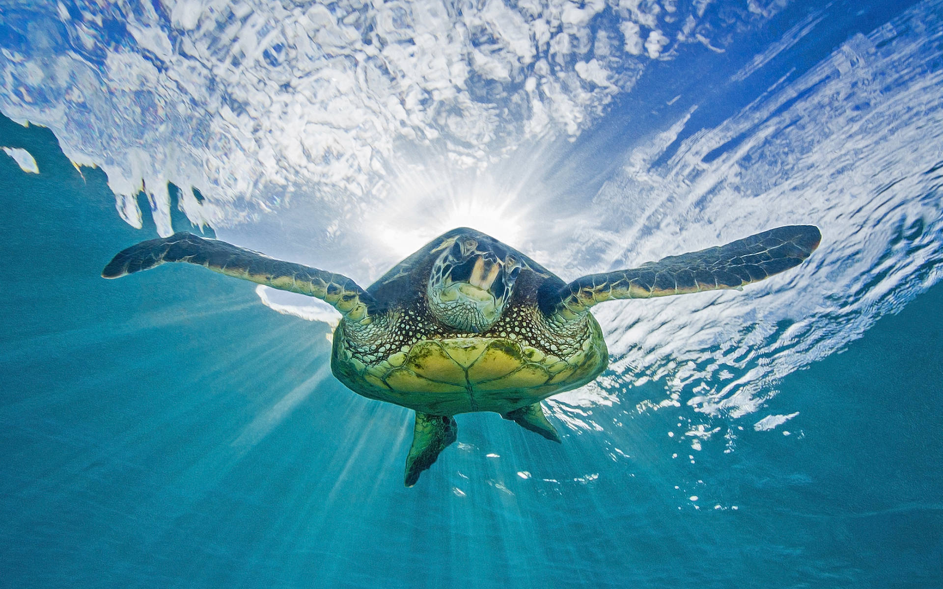 Underwater Tortoise Shot