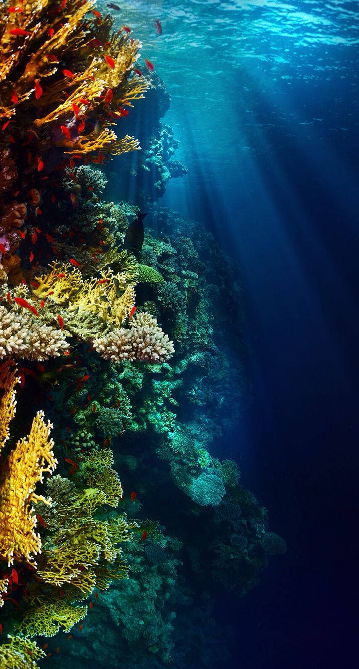 Underwater Vertical Reef Background