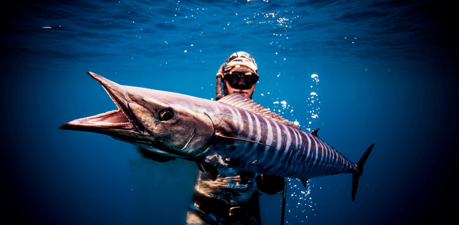 Underwater Wahoo Fish With Diver.jpg Background