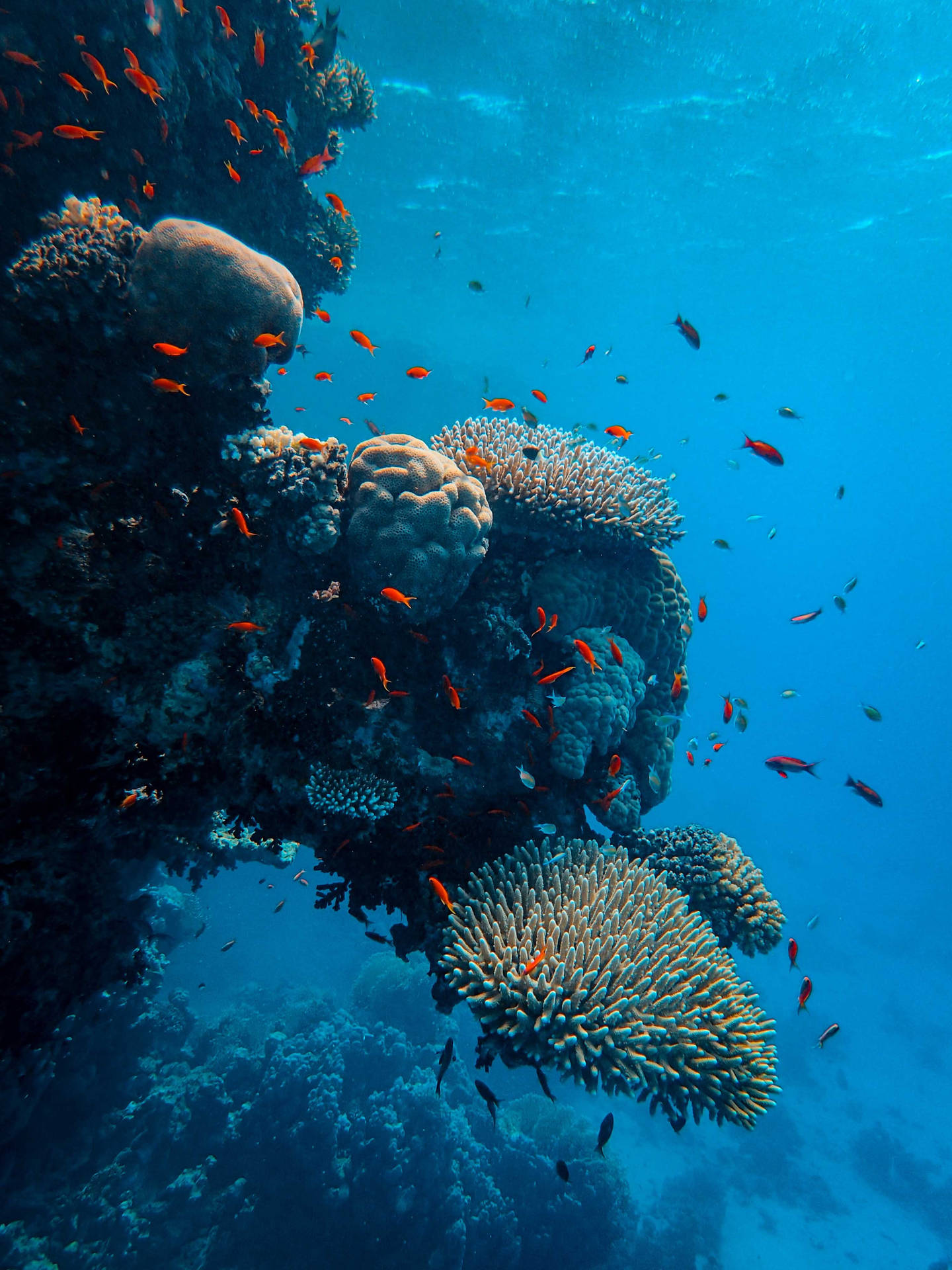 Underwater World Vertical Coral Reefs Background