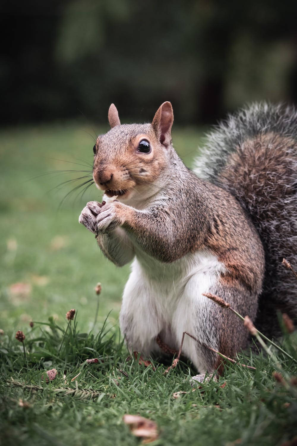 Unearth The Amazing Detail Of A Squirrel On Iphone 11 Pro 4k Background