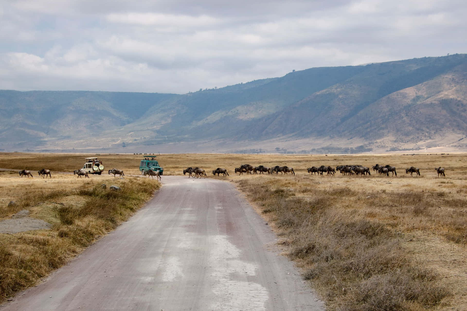 Unesco World Heritage Site Ngorongoro Crater African Buffalo Background