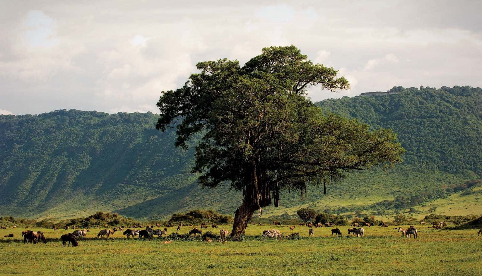 Unesco World Heritage Site Northern Tanzania Ngorongoro Crater Wildlife Background