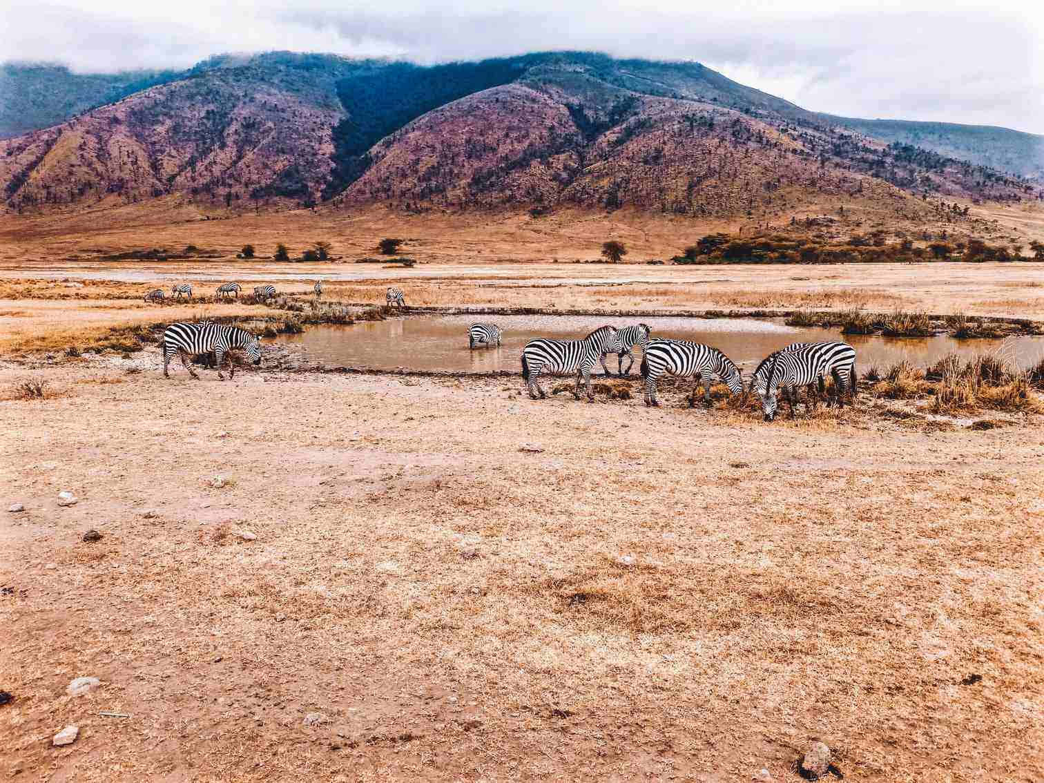Unesco World Heritage Site Northern Tanzania Ngorongoro Crater Zebra Background