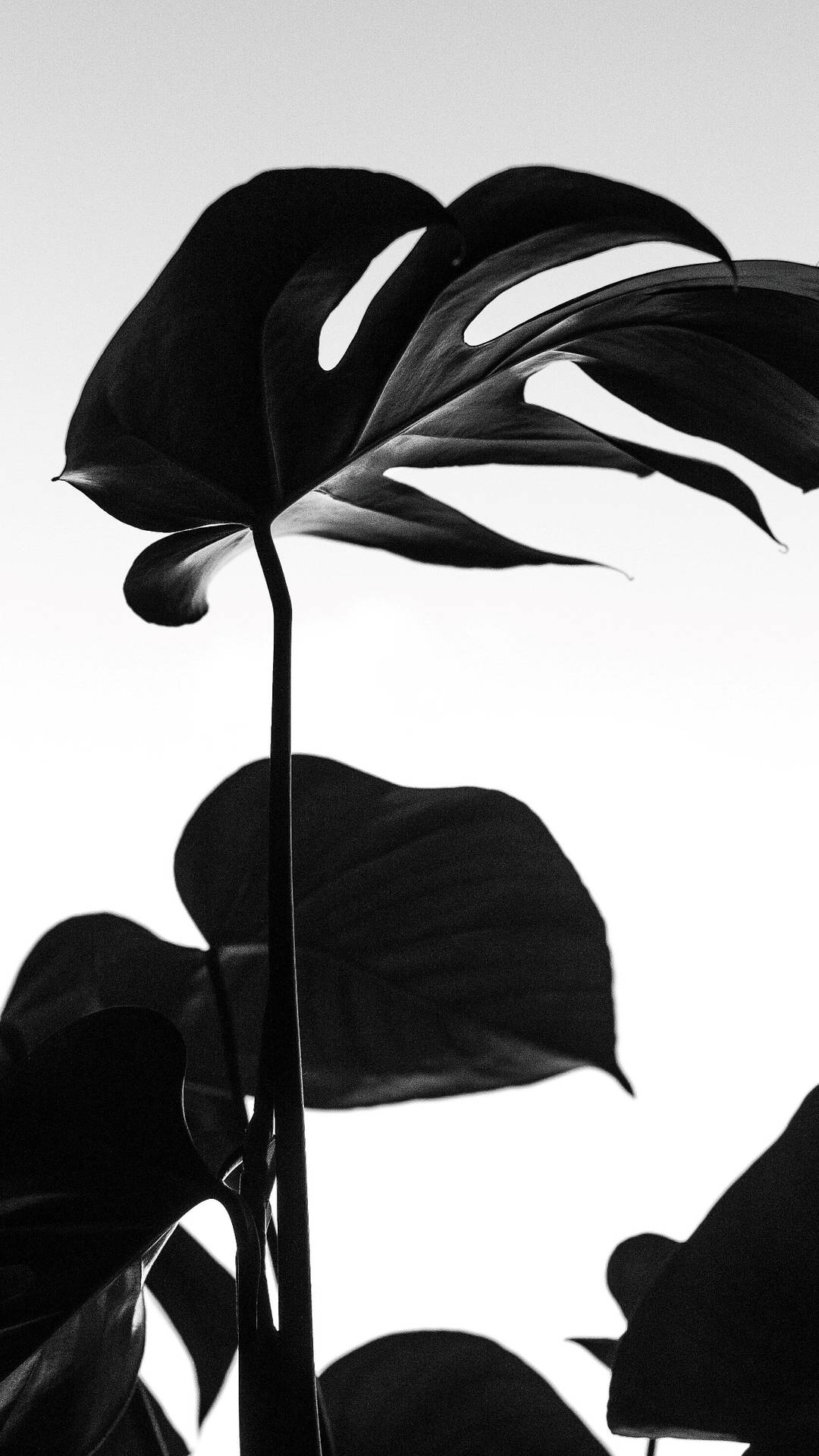 Unfolding Dark Beauty - Black Monstera Leaves Background