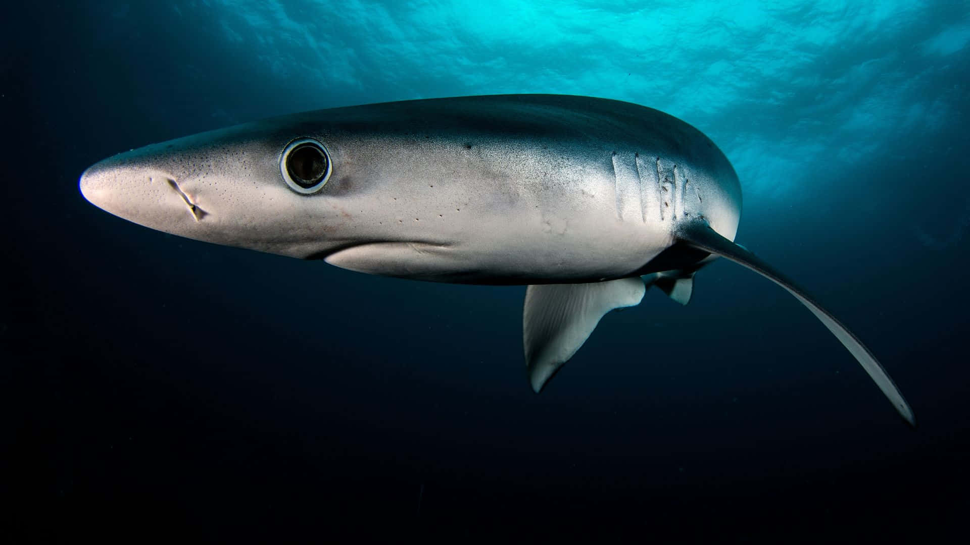 Unforgettable Encounter With The Intriguing Black Shark Background