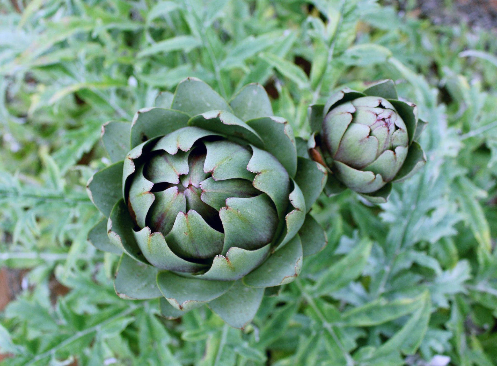 Unharvested Artichoke Vegetables Plant Background