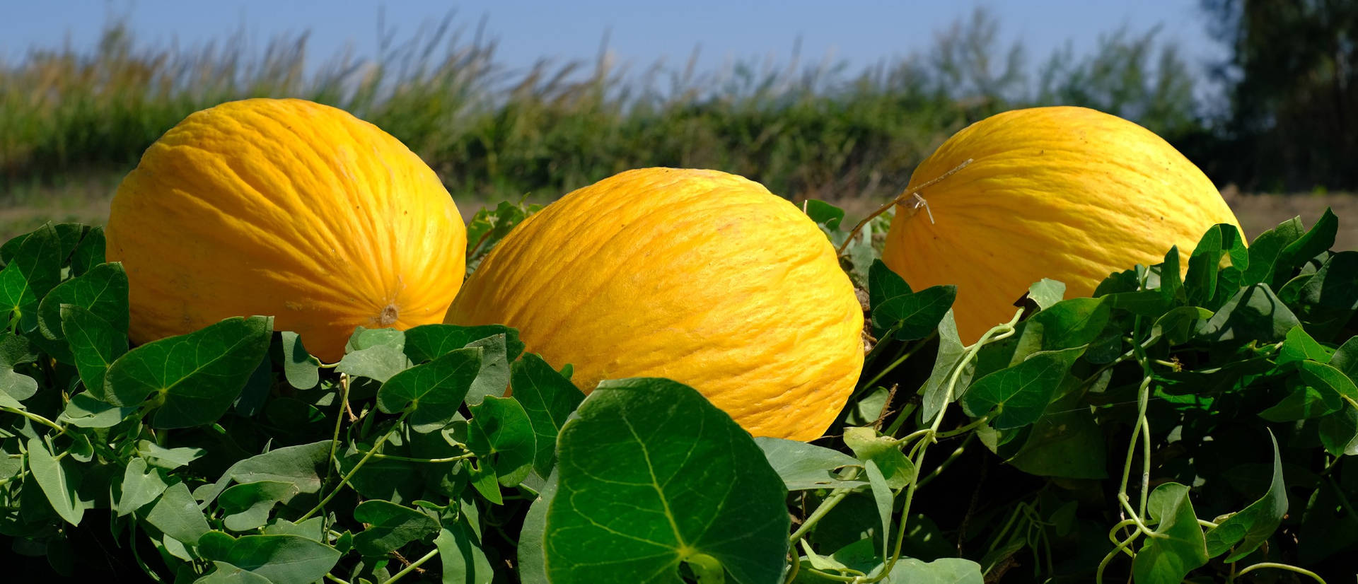 Unharvested Canary Melon Background