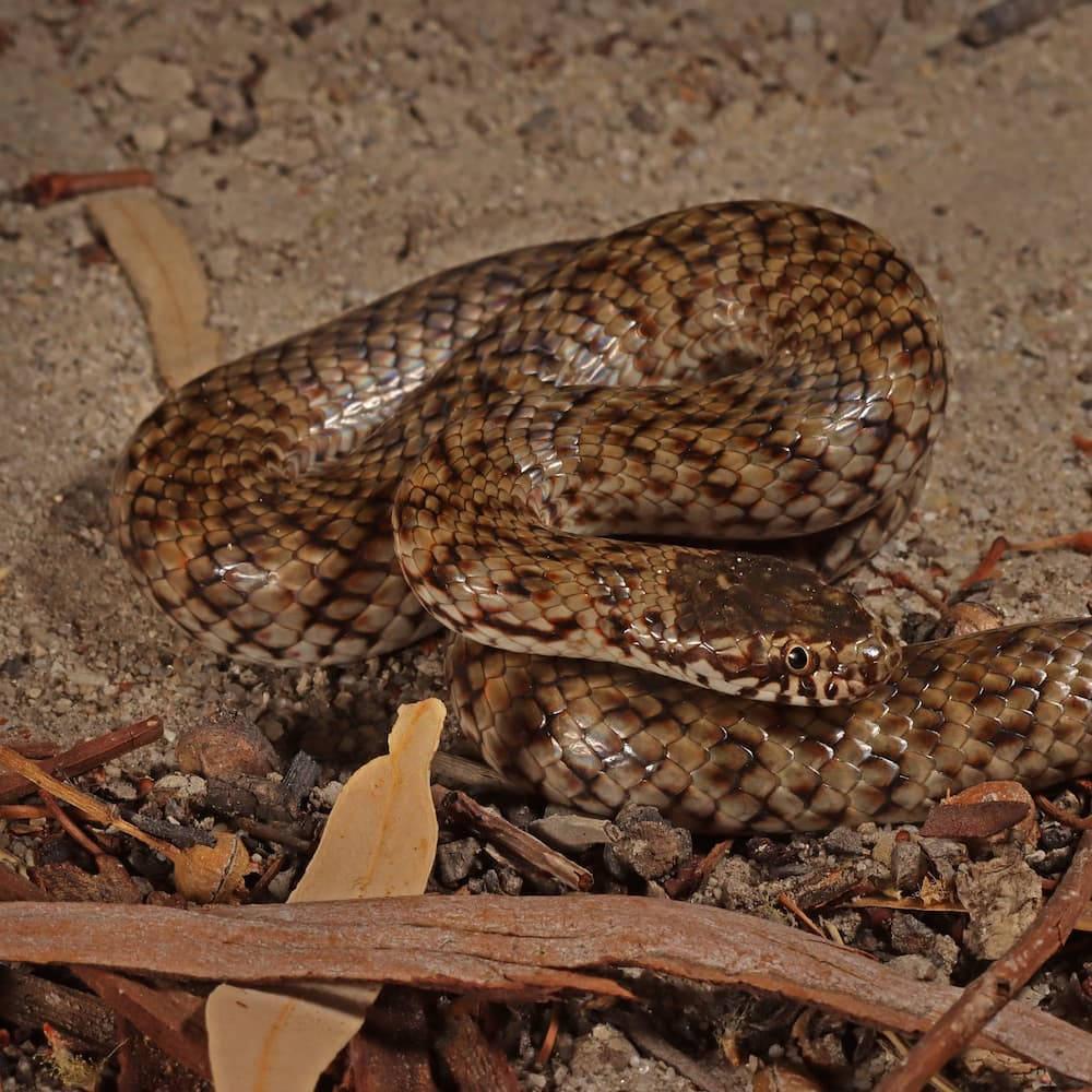 Unique Colubrid Species - The Exotic And Intriguing Mud Snake Background