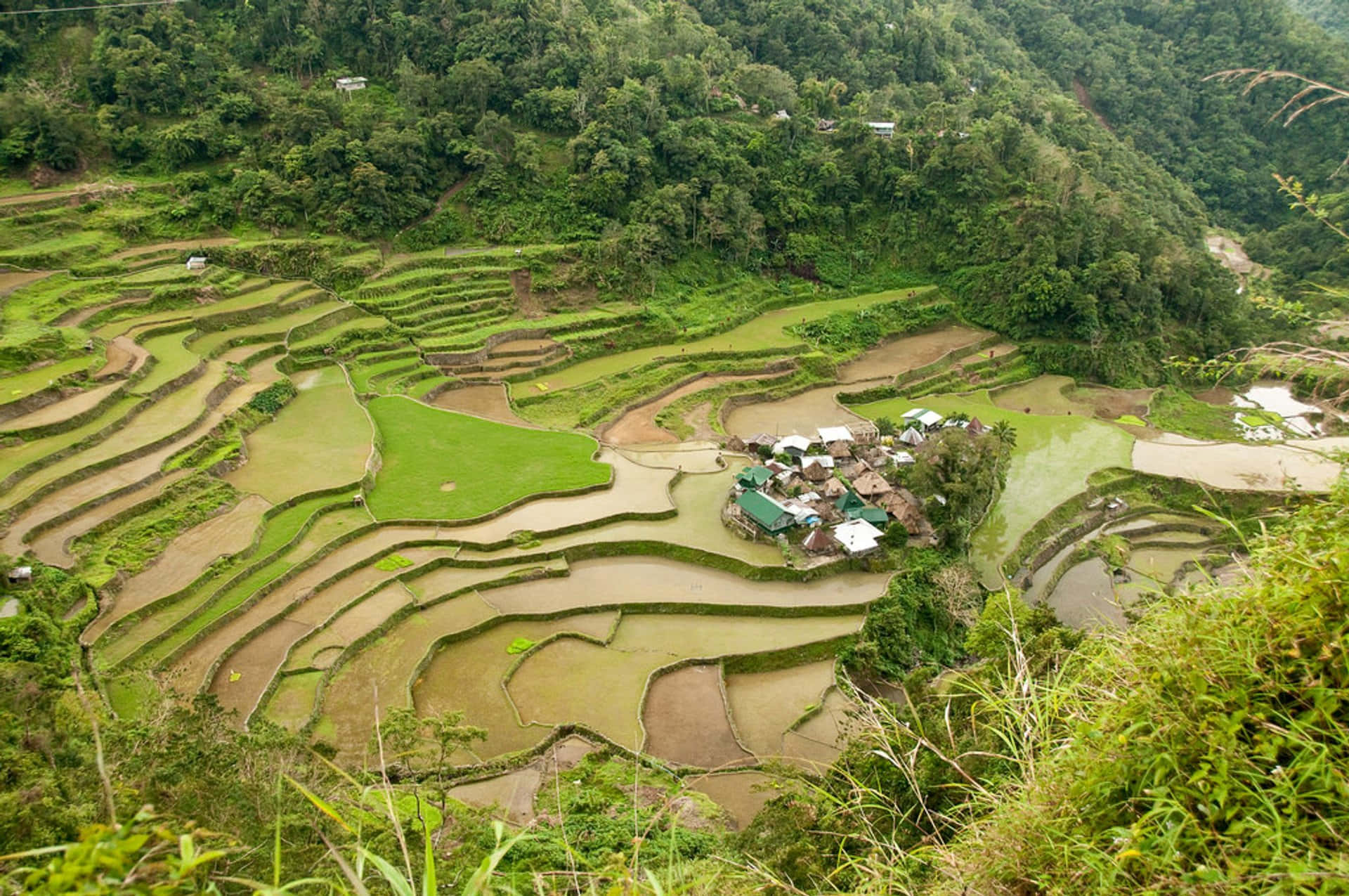 Unique Landscape Banaue Rice Terraces In Philippines