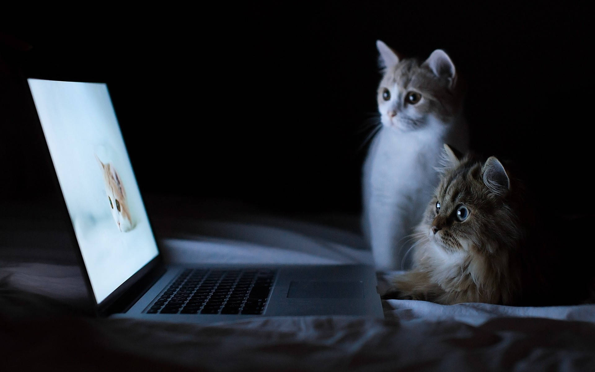Unique Laptop And Cats Background Background