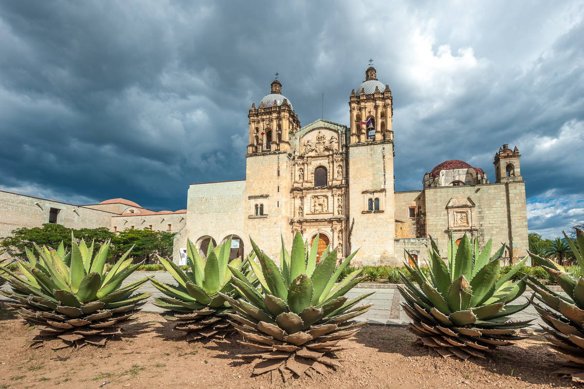 Unique Shrubs In Oaxaca