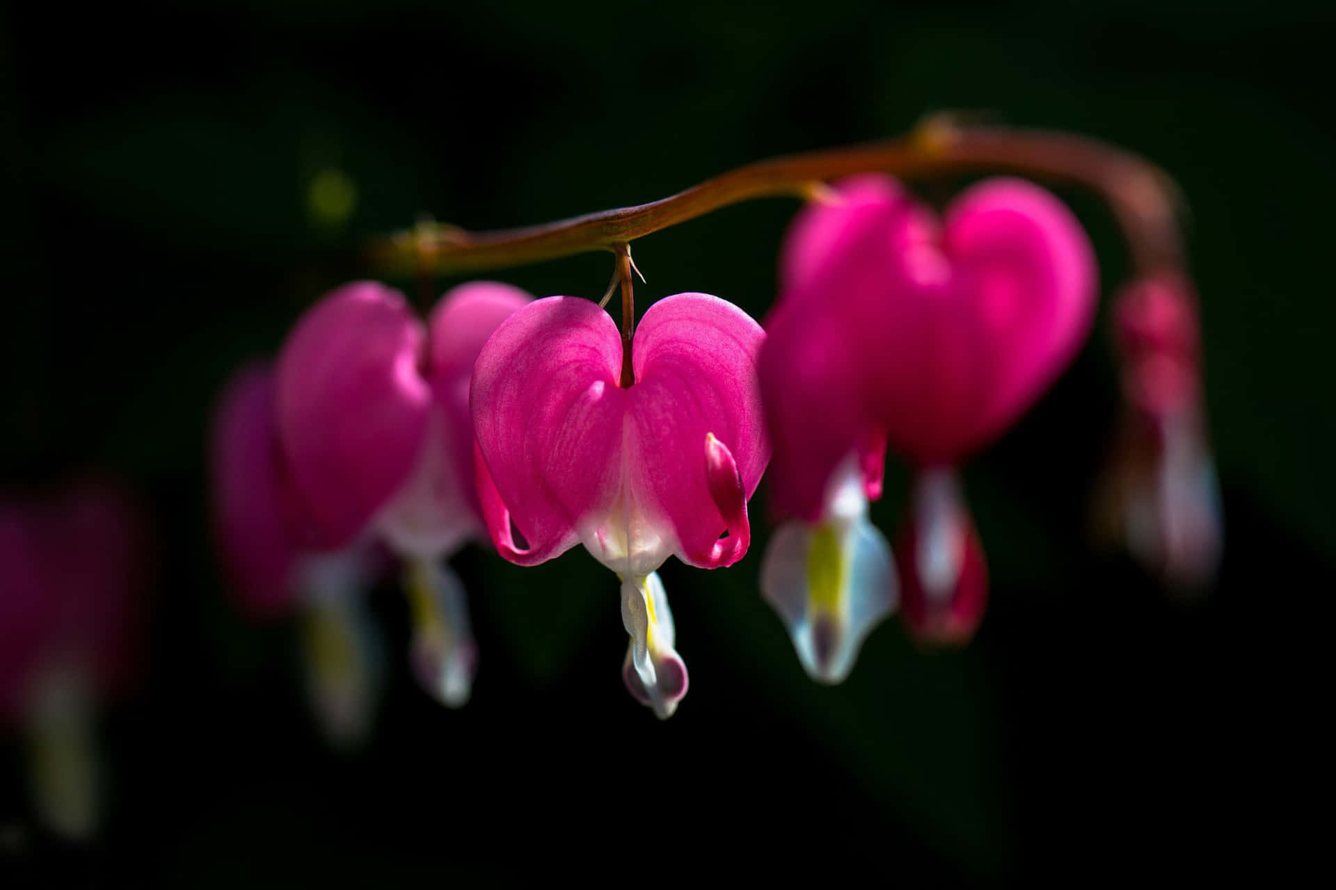 Uniquely Beautiful, Flowers With Black Contrast Natural Beauty With An Unexpected Darkness Background