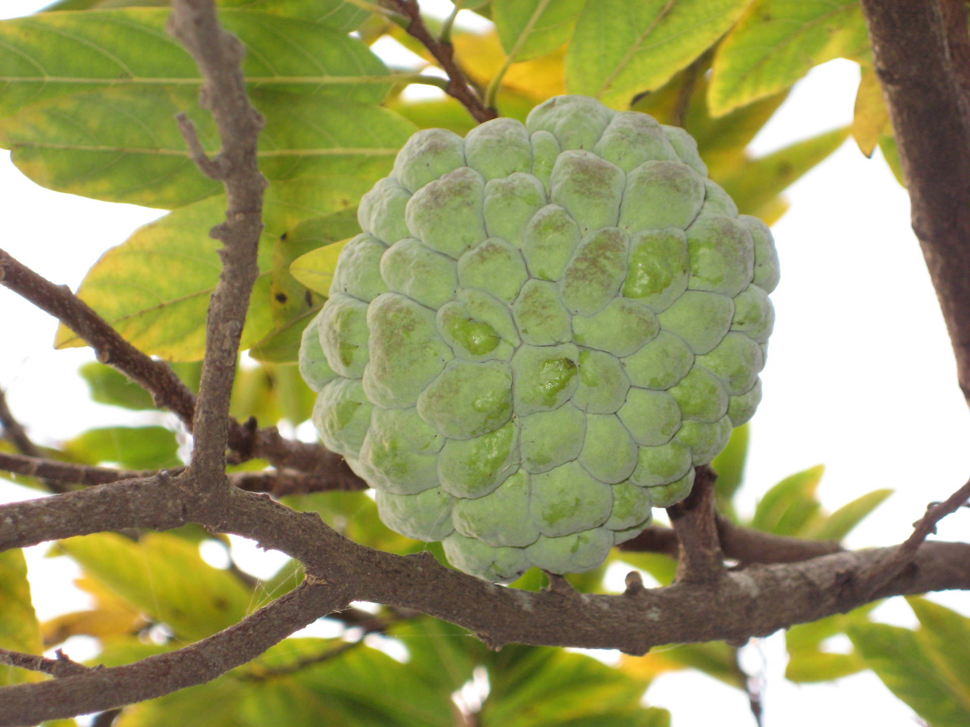 Uniquely Shaped Sugar Apple On A Bright Background Background