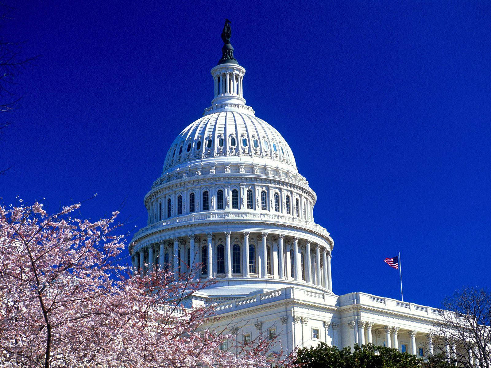 United States Capitol Veiled By Cherry Blossoms