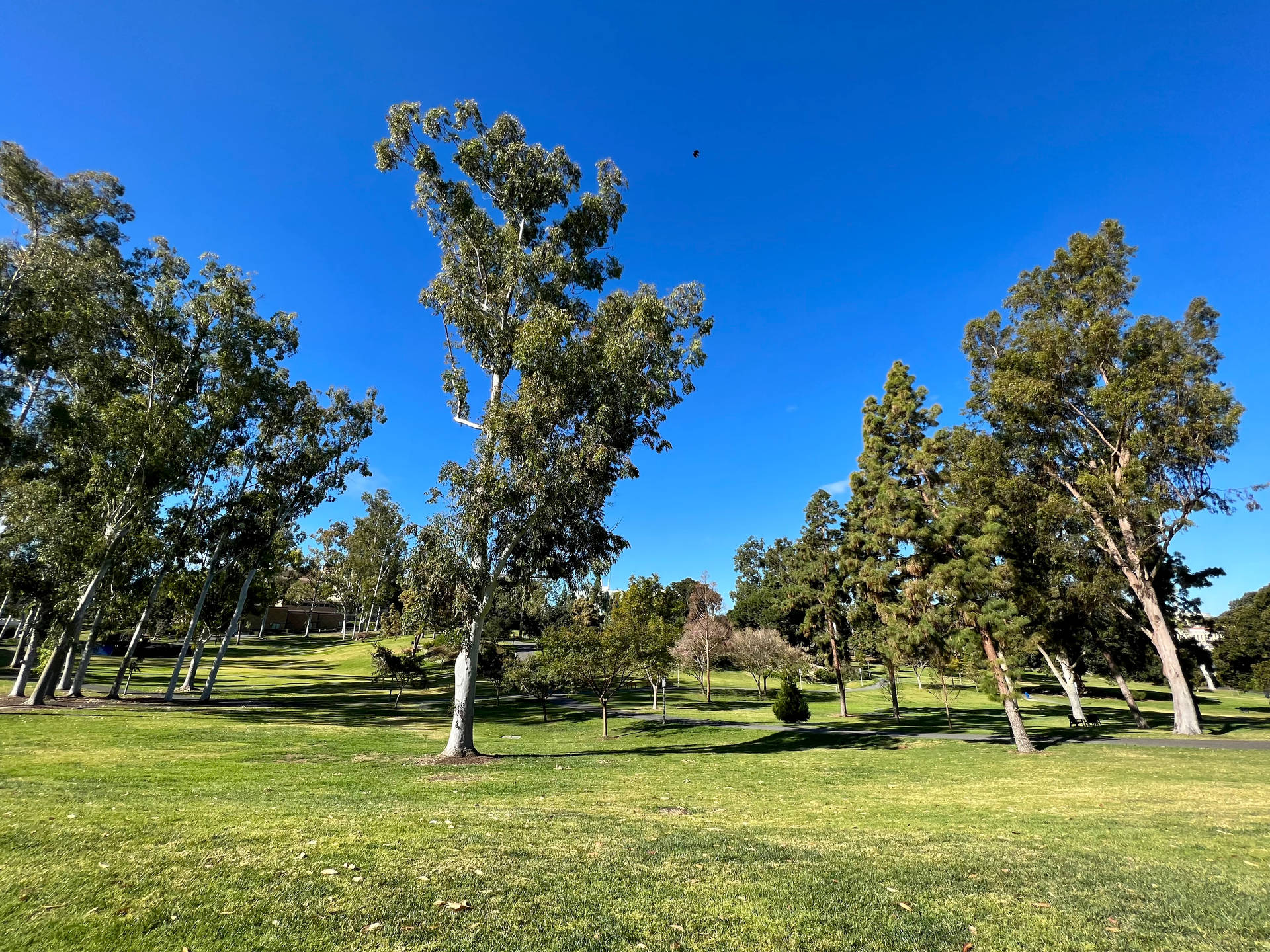 University Grounds With Eucalyptus Trees