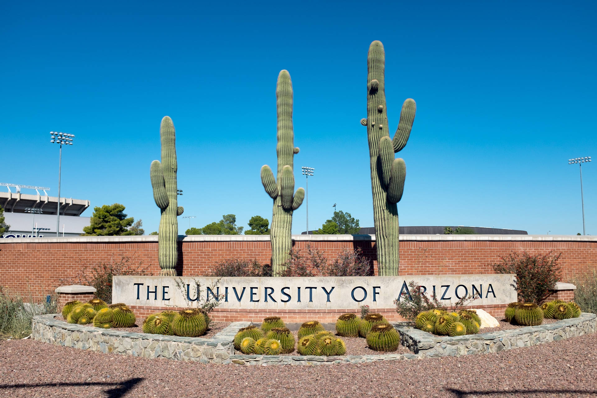 University Of Arizona Arranged Cacti Background