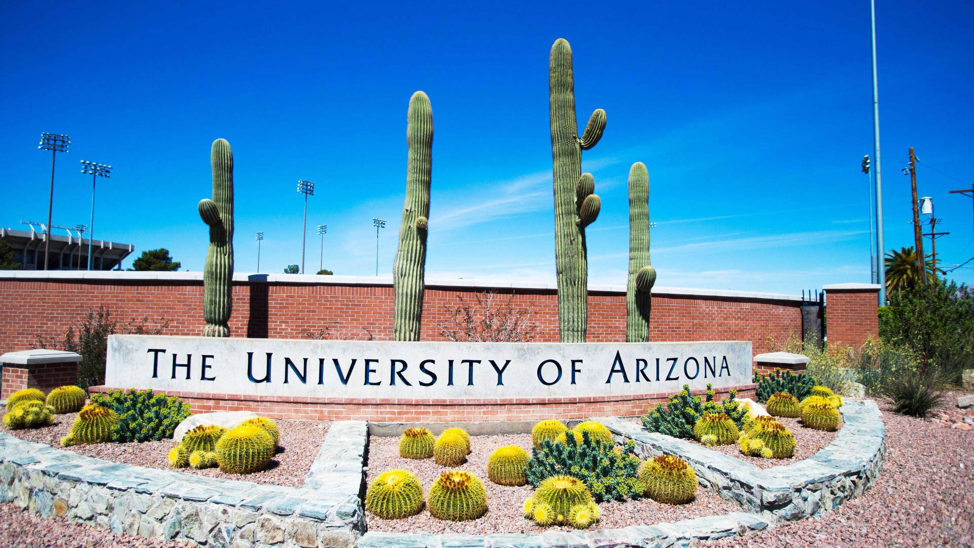 University Of Arizona Four Cacti Background