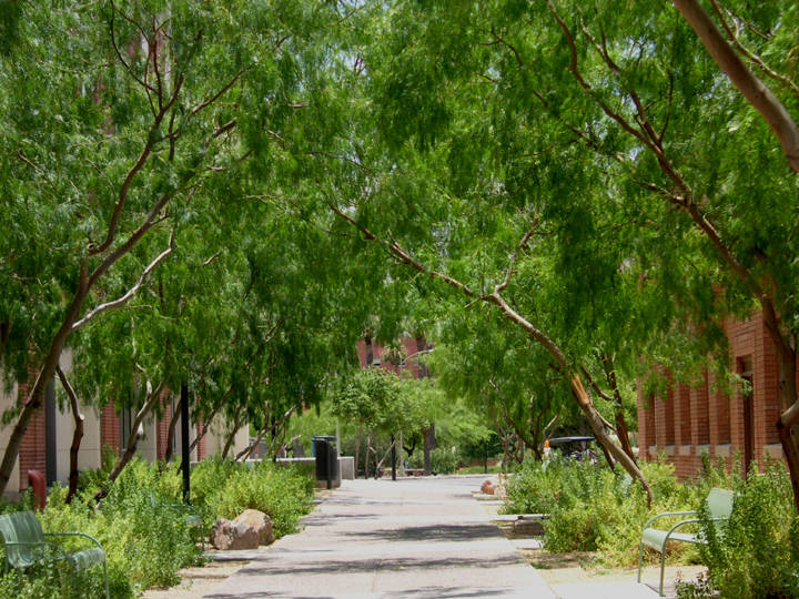 University Of Arizona Tree Path Background