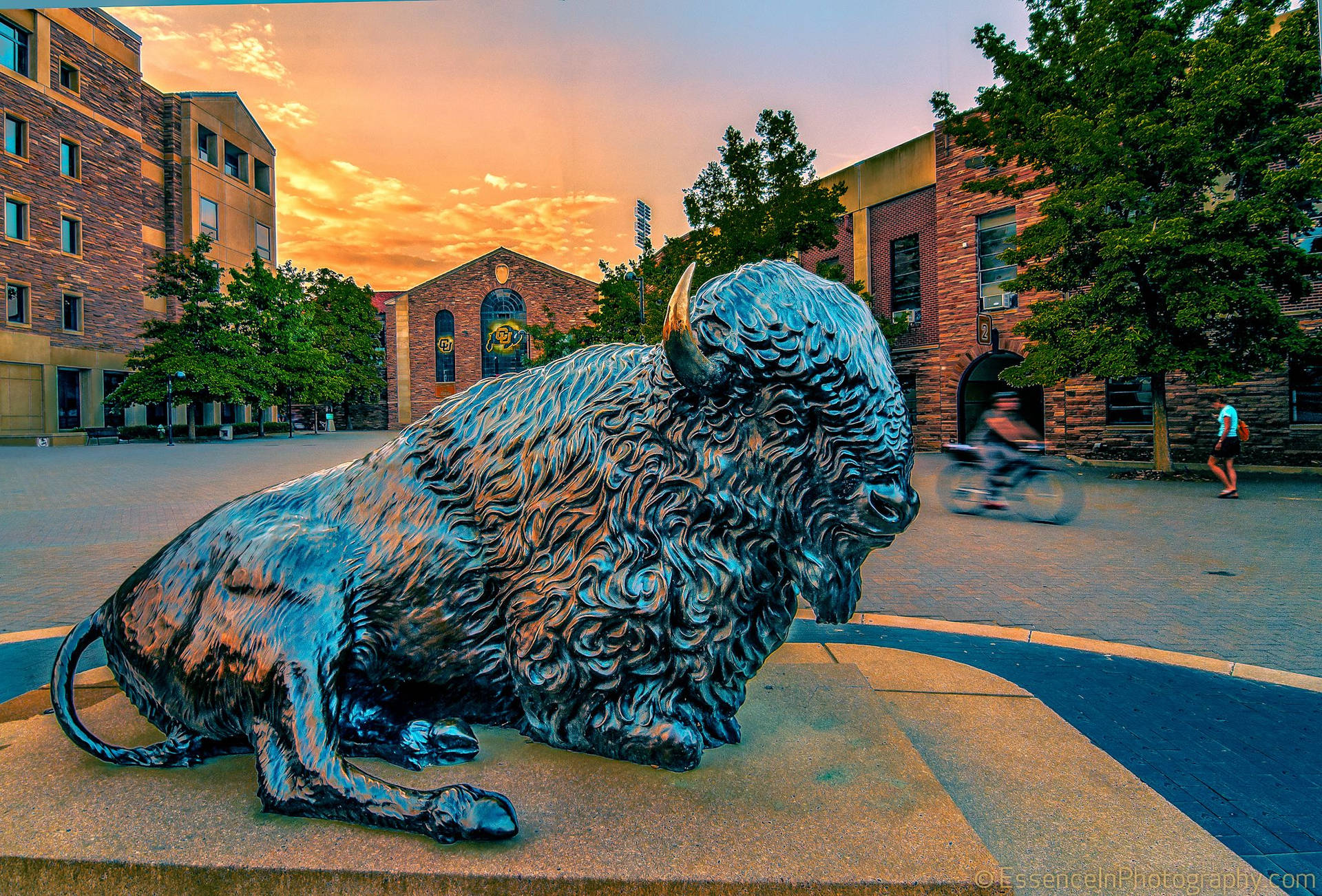 University Of Colorado At Boulder Buffalo Statue Background