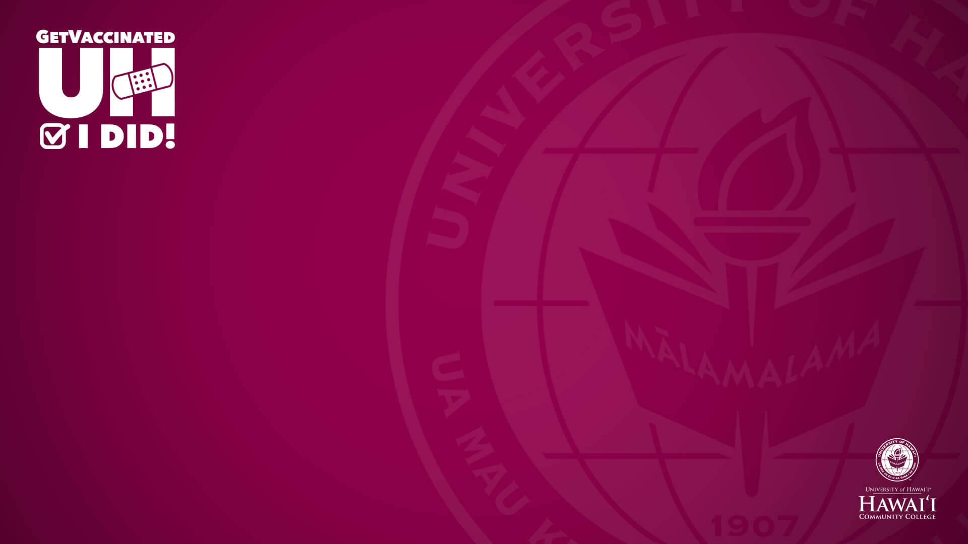 University Of Hawaii Magenta Background