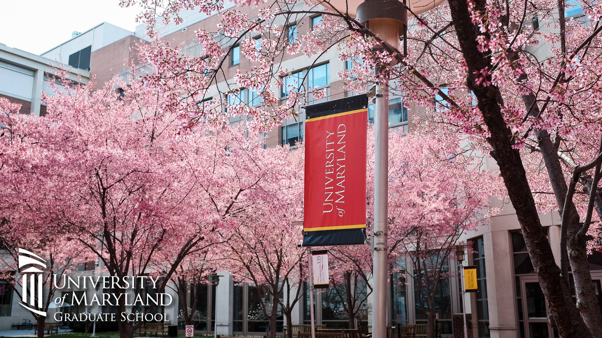 University Of Maryland Graduate School Background