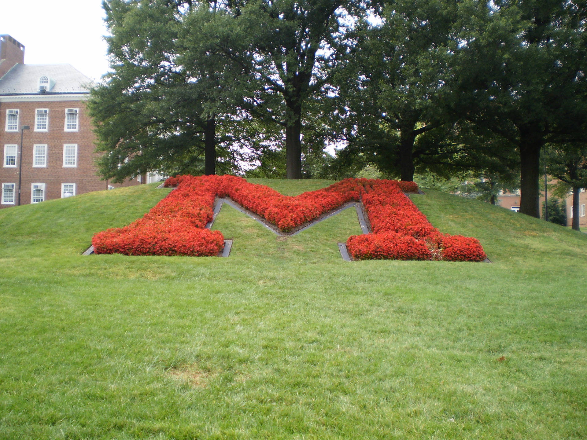 University Of Maryland Red Landscaped M