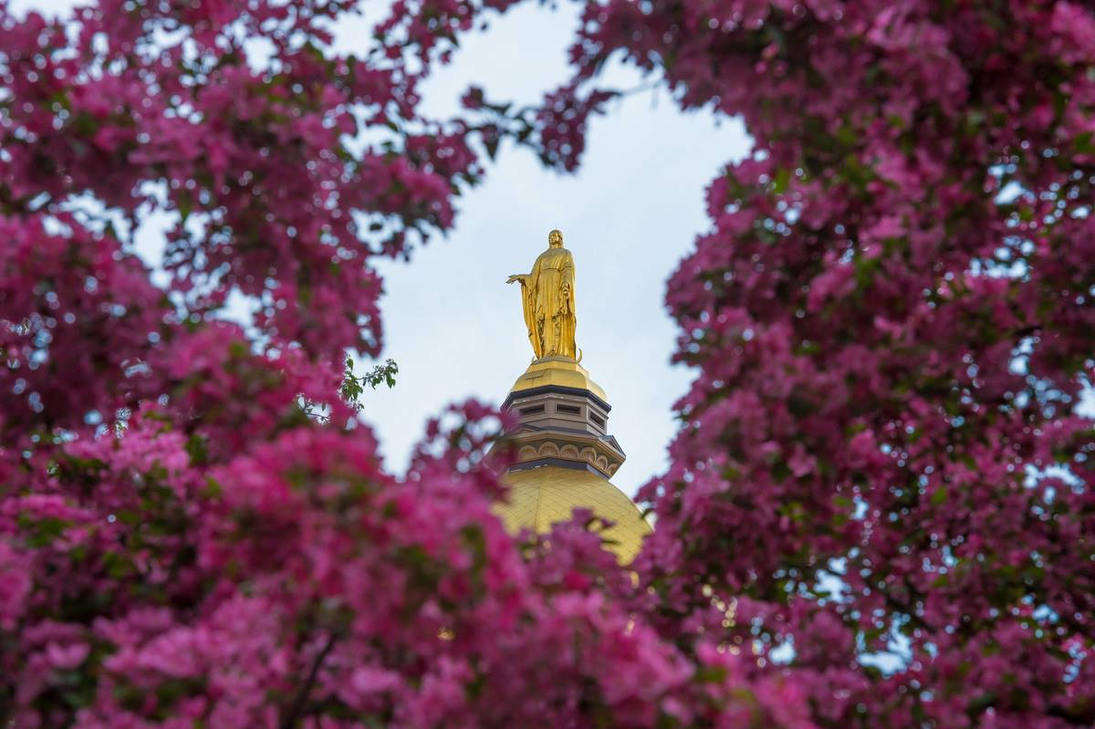 University Of Notre Dame Statue With Magenta Leaves Background