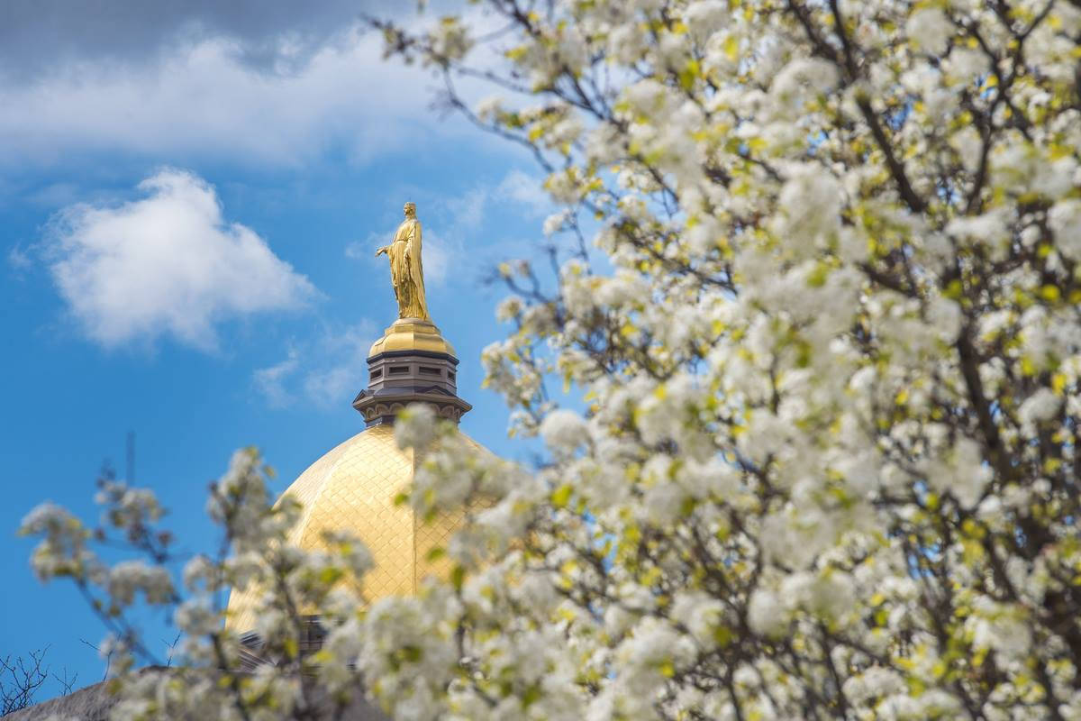 University Of Notre Dame Statue With Tree Background