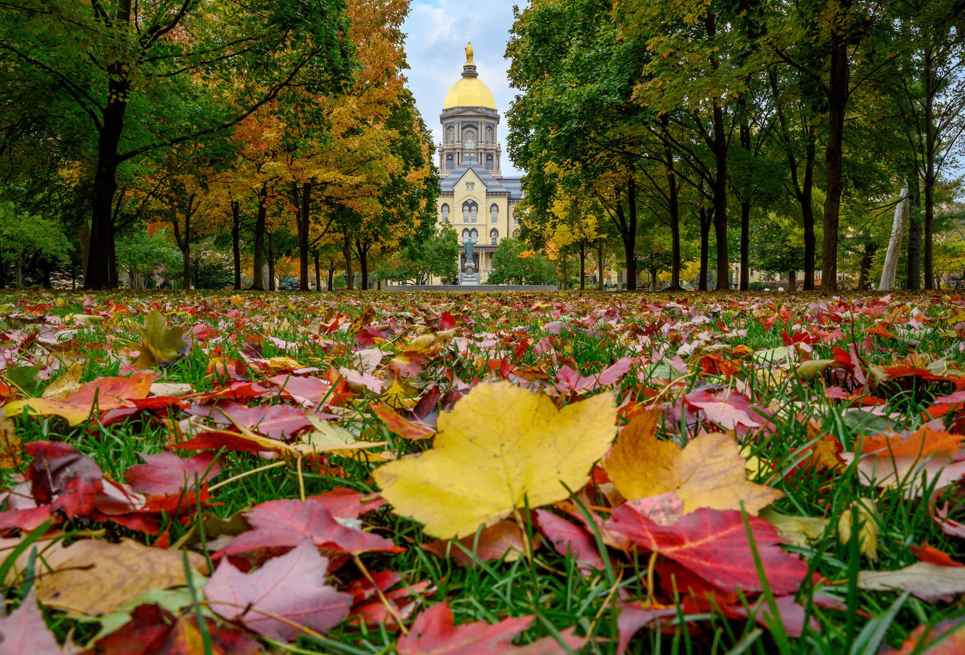 University Of Notre Dame With Dried Leaves Background