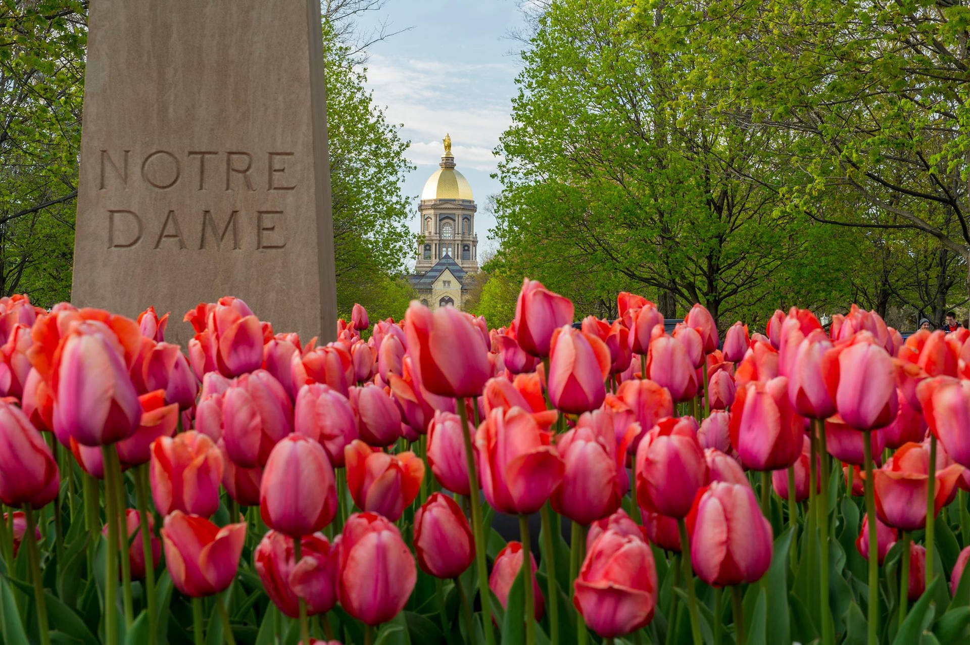 University Of Notre Dame With Tulips Background