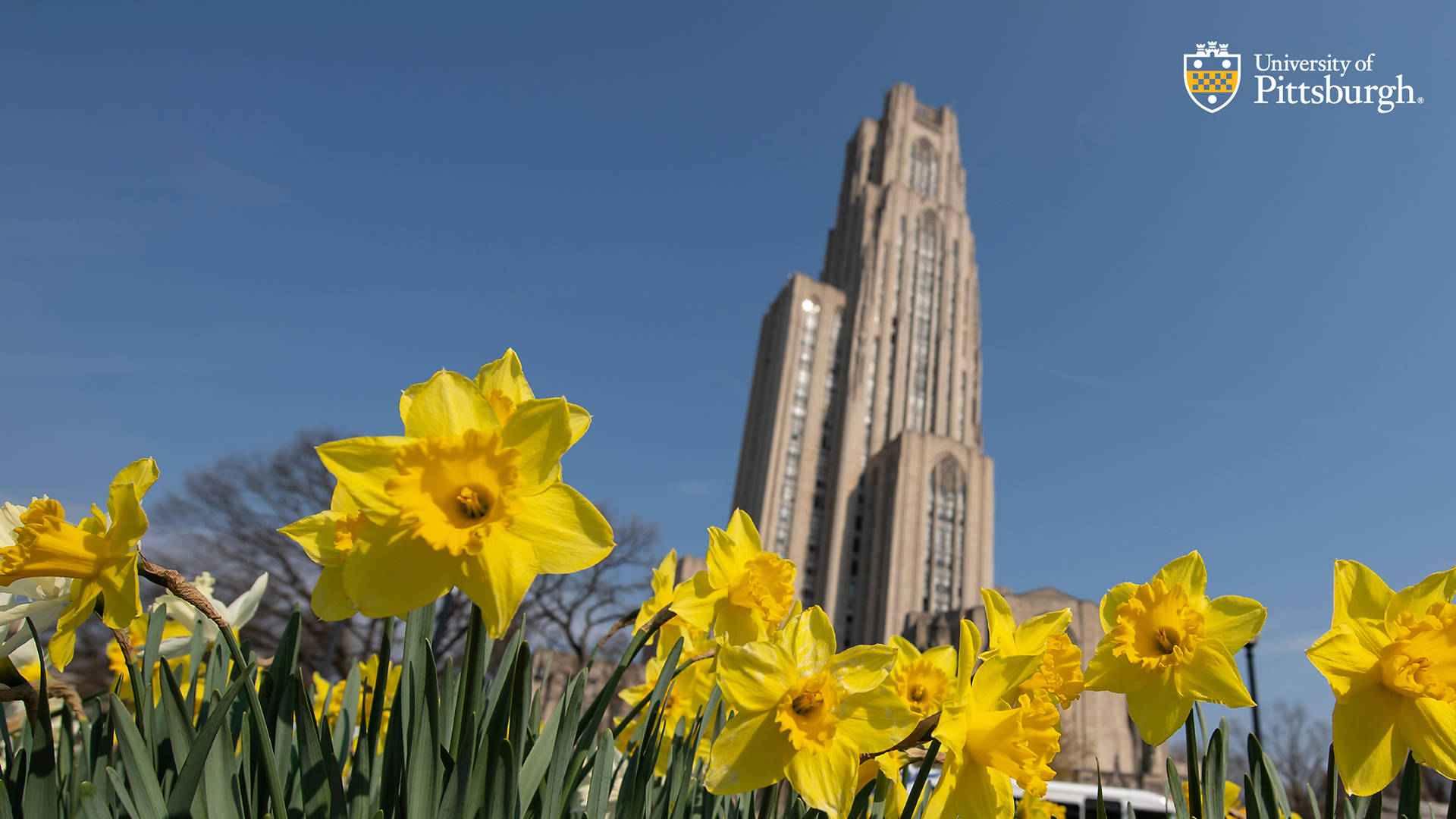 University Of Pittsburgh Daffodils Background