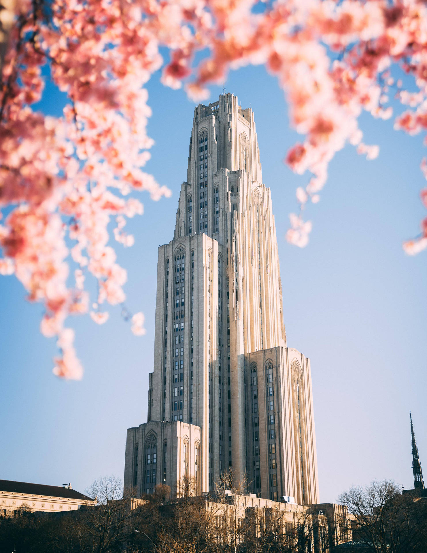 University Of Pittsburgh Pink Blossoms