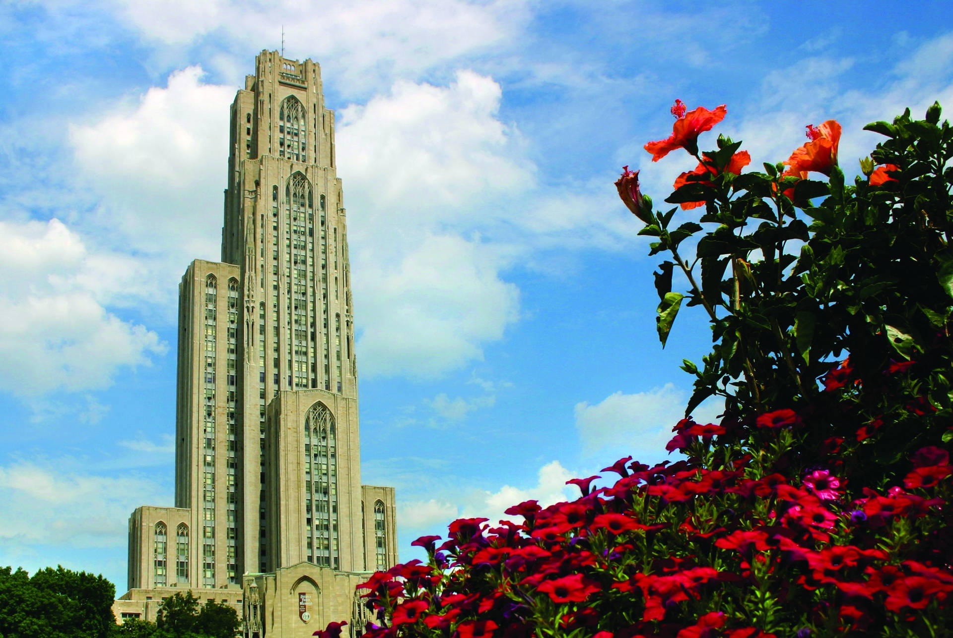 University Of Pittsburgh Red Flowers