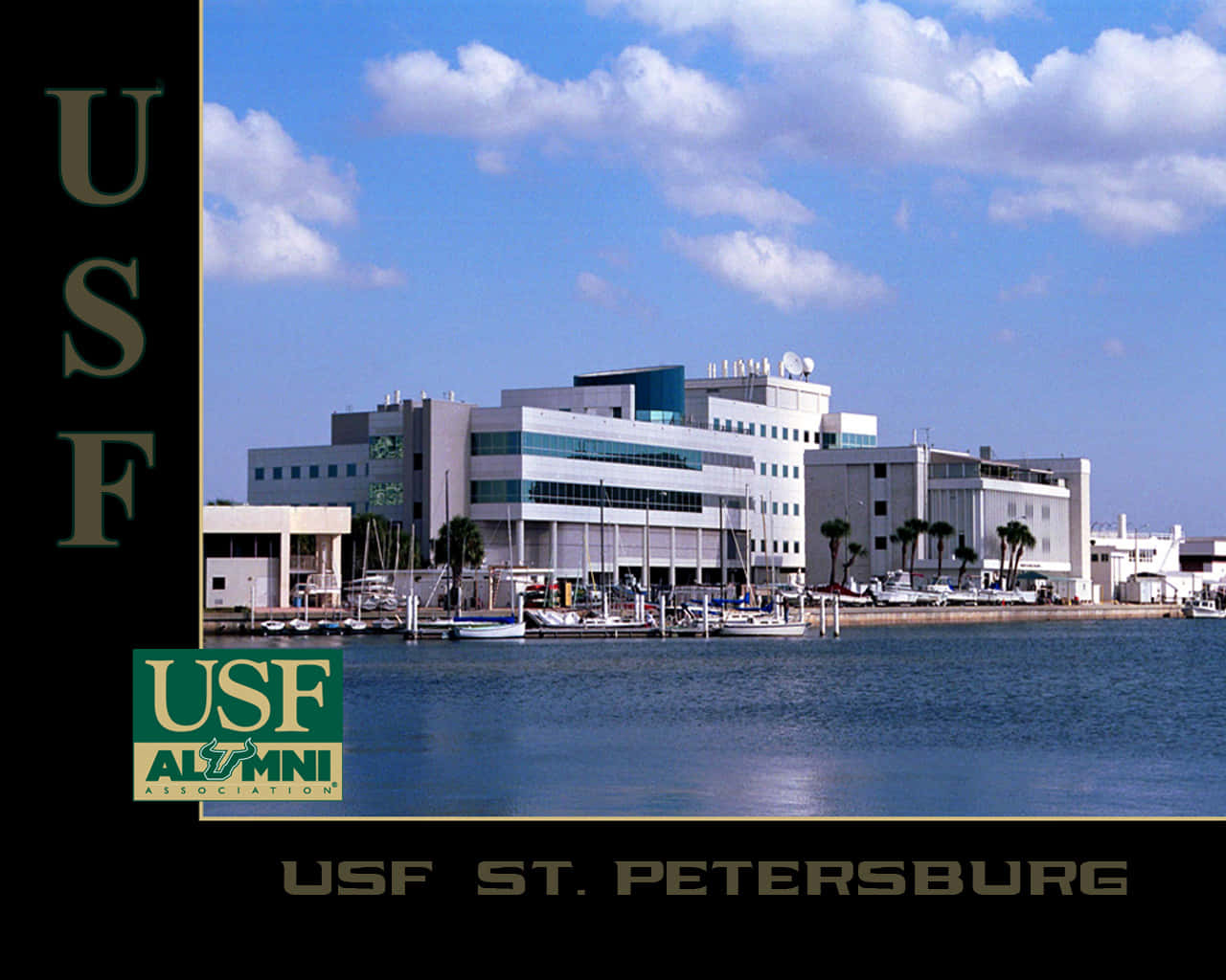 University Of South Florida Campus Alumni Background