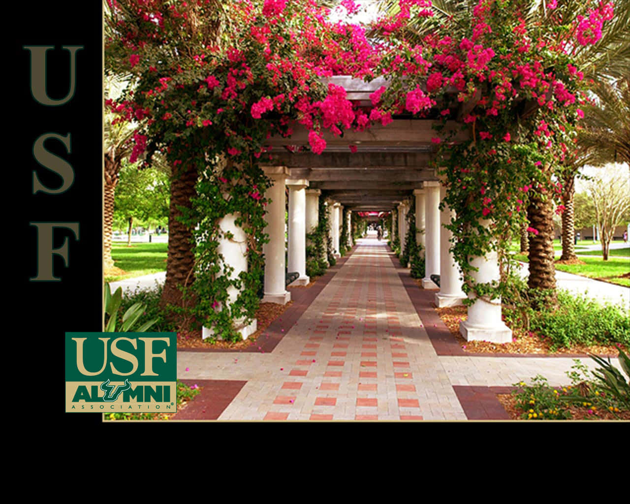 University Of South Florida Flowers Alumni Background