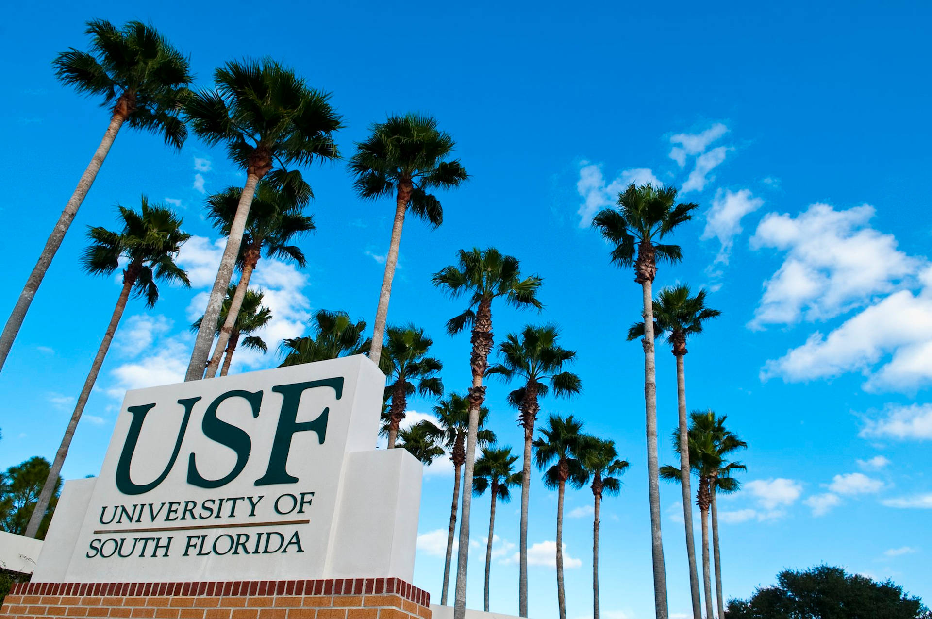 University Of South Florida Palm Trees