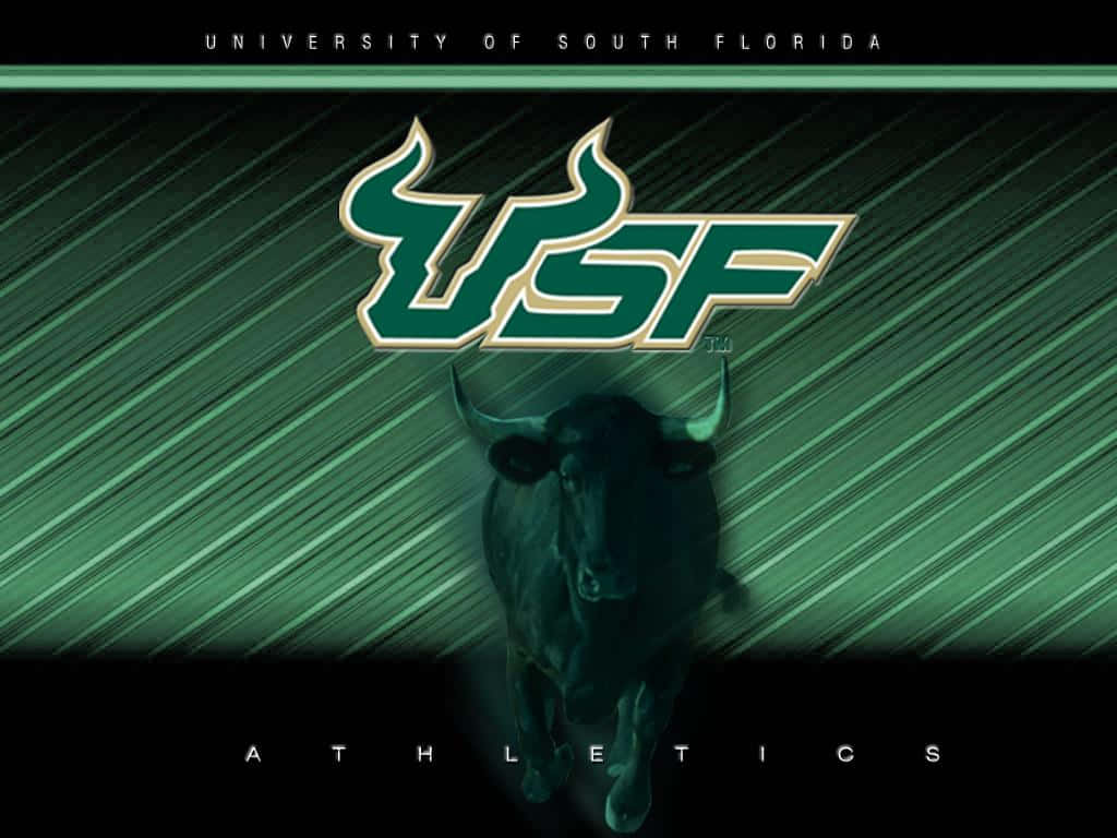 University Of South Florida Usf Bulls Background