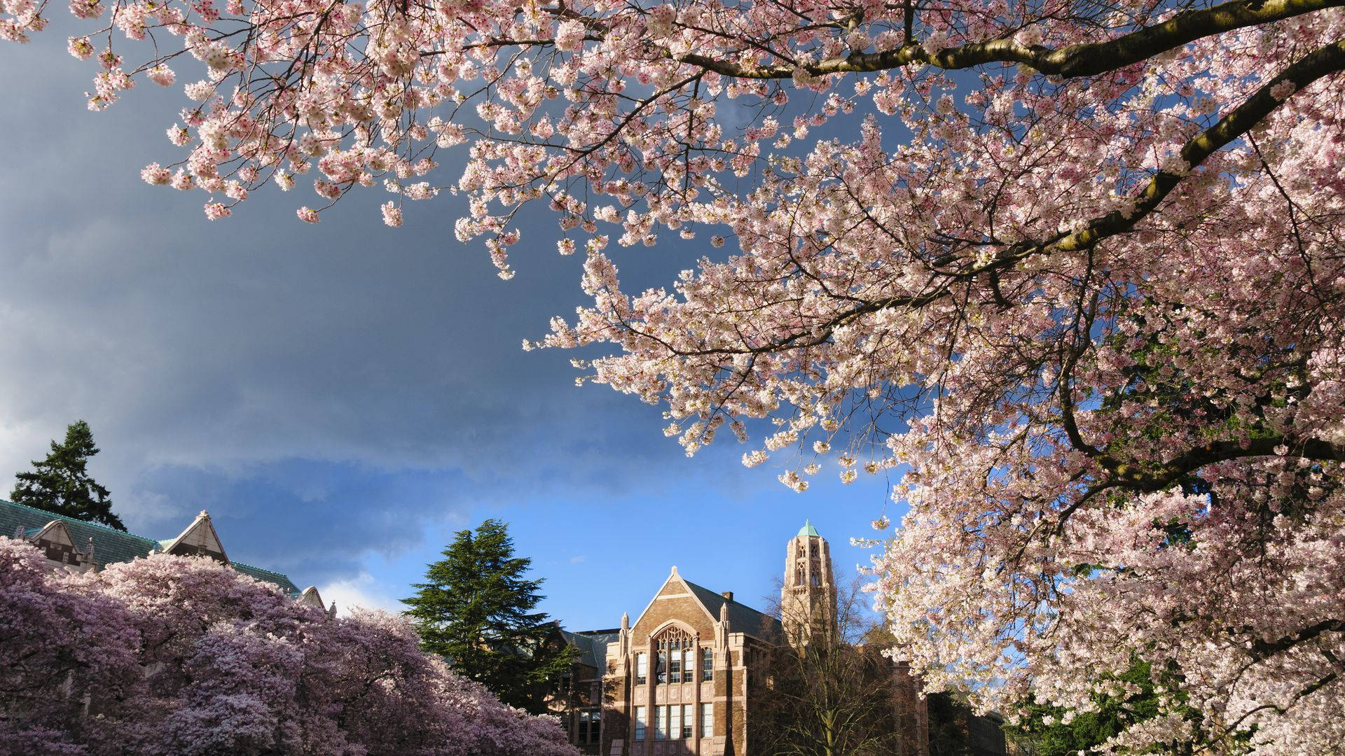 University Of Washington Cherry Blossoms Background