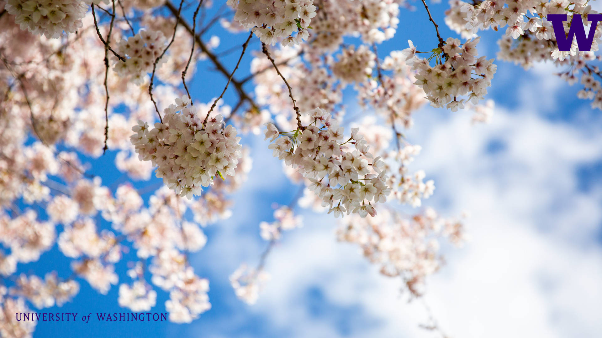 University Of Washington's Sakura Tree Background