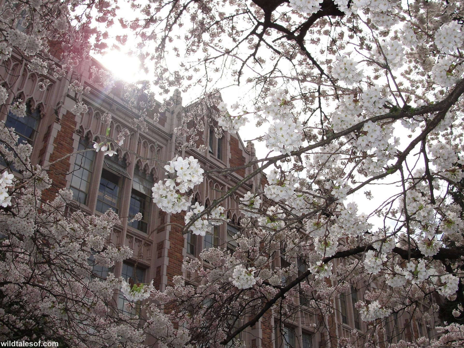 University Of Washington Sakura Trees Background