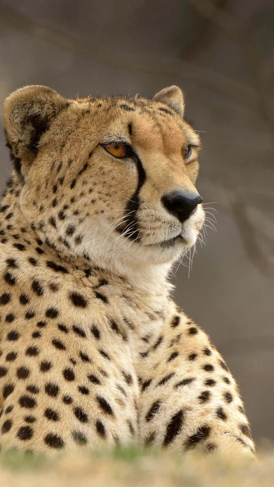 Unleash The Cat You Hide In A Stylish Cheetah Iphone Cover Background