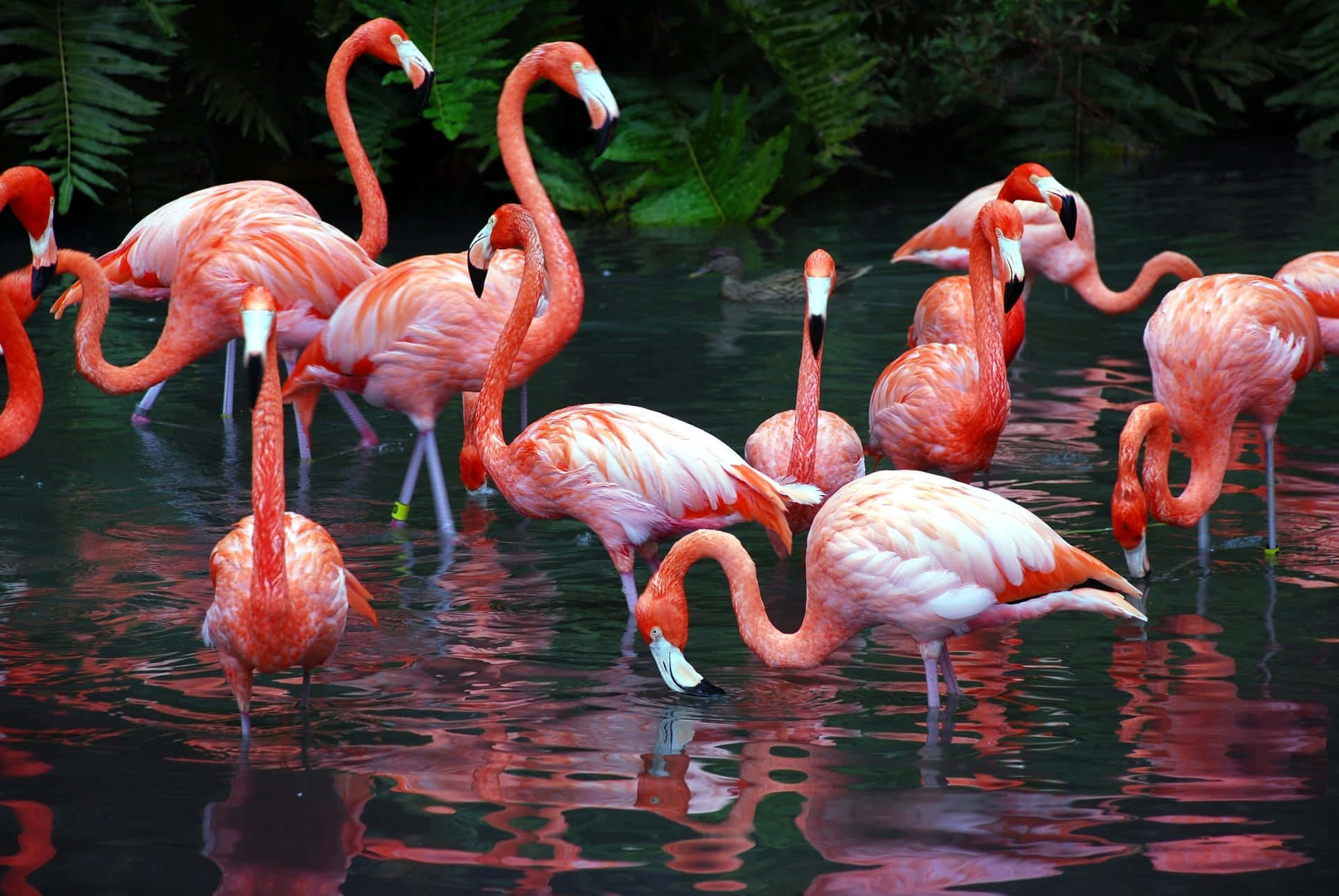 Unleash Your Creativity On-the-go With Flamingo Laptop Background