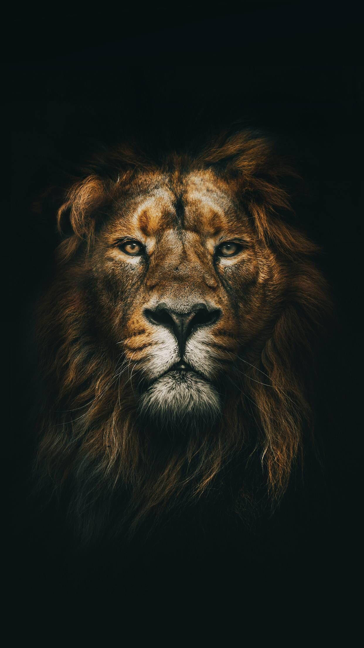 Unleash Your Inner Beast With The Fierce Lion Iphone Wallpaper Background