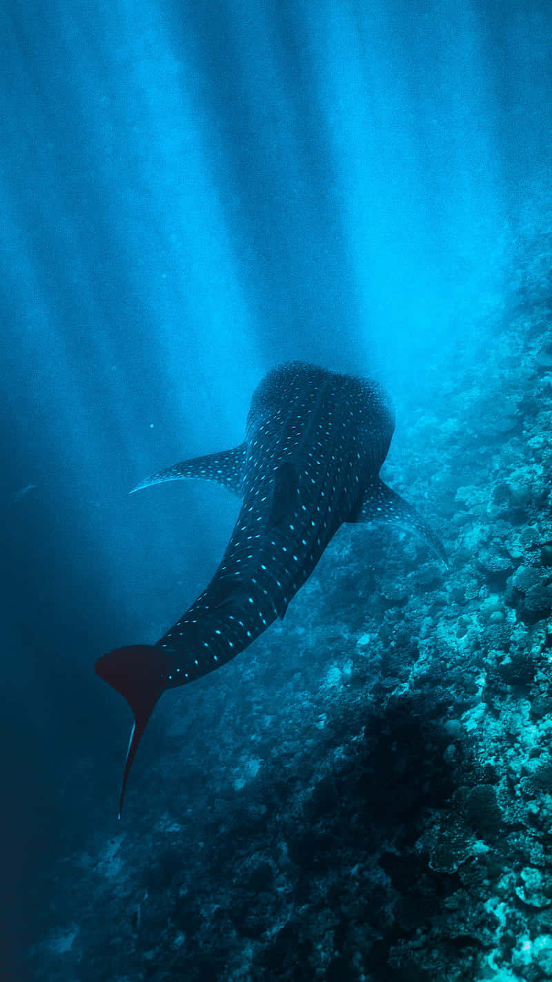 Unleash Your Inner Shark With The Latest Edition Of The Iphone Background