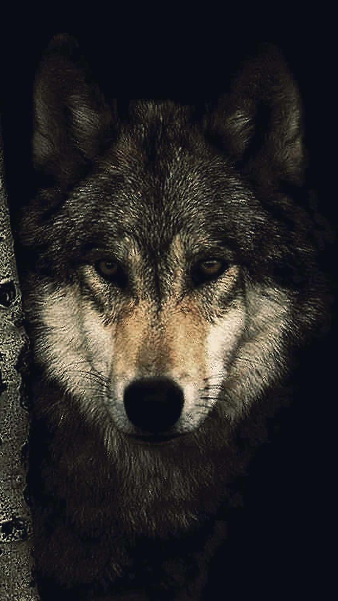 Unleash Your Inner Strength With Wolf Iphone Background