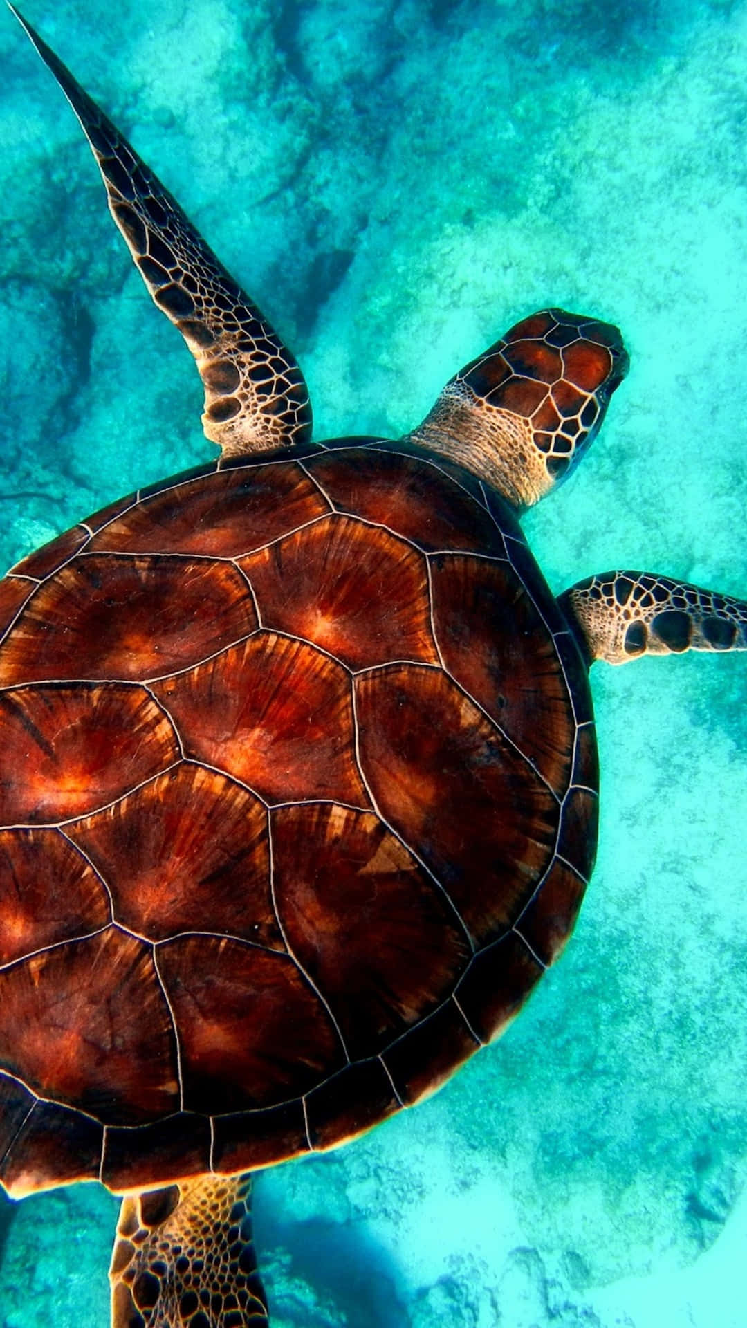 Unlock Animal Adventures On Your Iphone Background