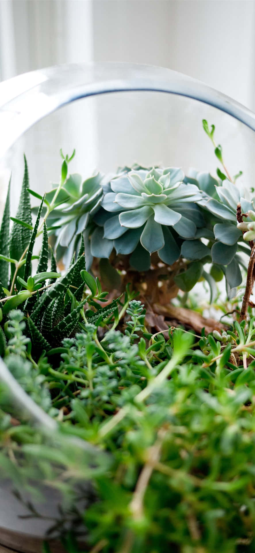 Unlock Natural Beauty With A Succulent Iphone Background